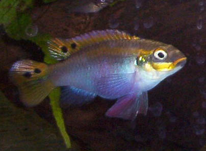 Pelvicachromis taeniatus female