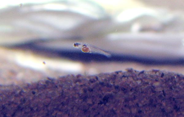 Bumblebee goby fry - 12 days old