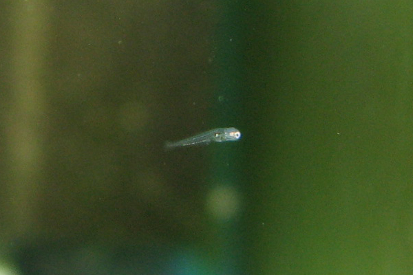 Bumblebee goby fry - 1 day old