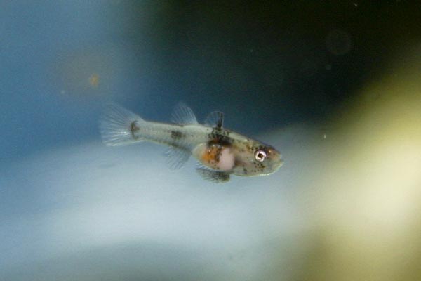 Bumblebee goby fry - 1 month old