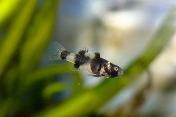 Bumblebee goby fry - 2 months old